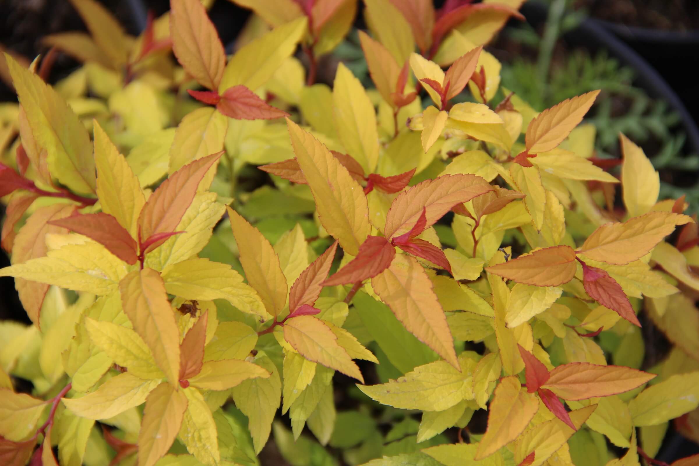 Спирея японская (S. japonica) ‘Goldmound’