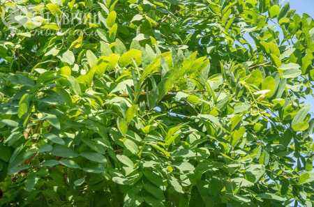 Саженцы робиния псевдоакация umbraculifera