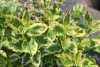 саженцы Вейгела цветущая Nana Variegata