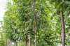 Липа мелколистная (сердцевидная) Greenspire