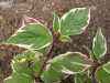 саженцы Дерен белый Sibirica Variegata