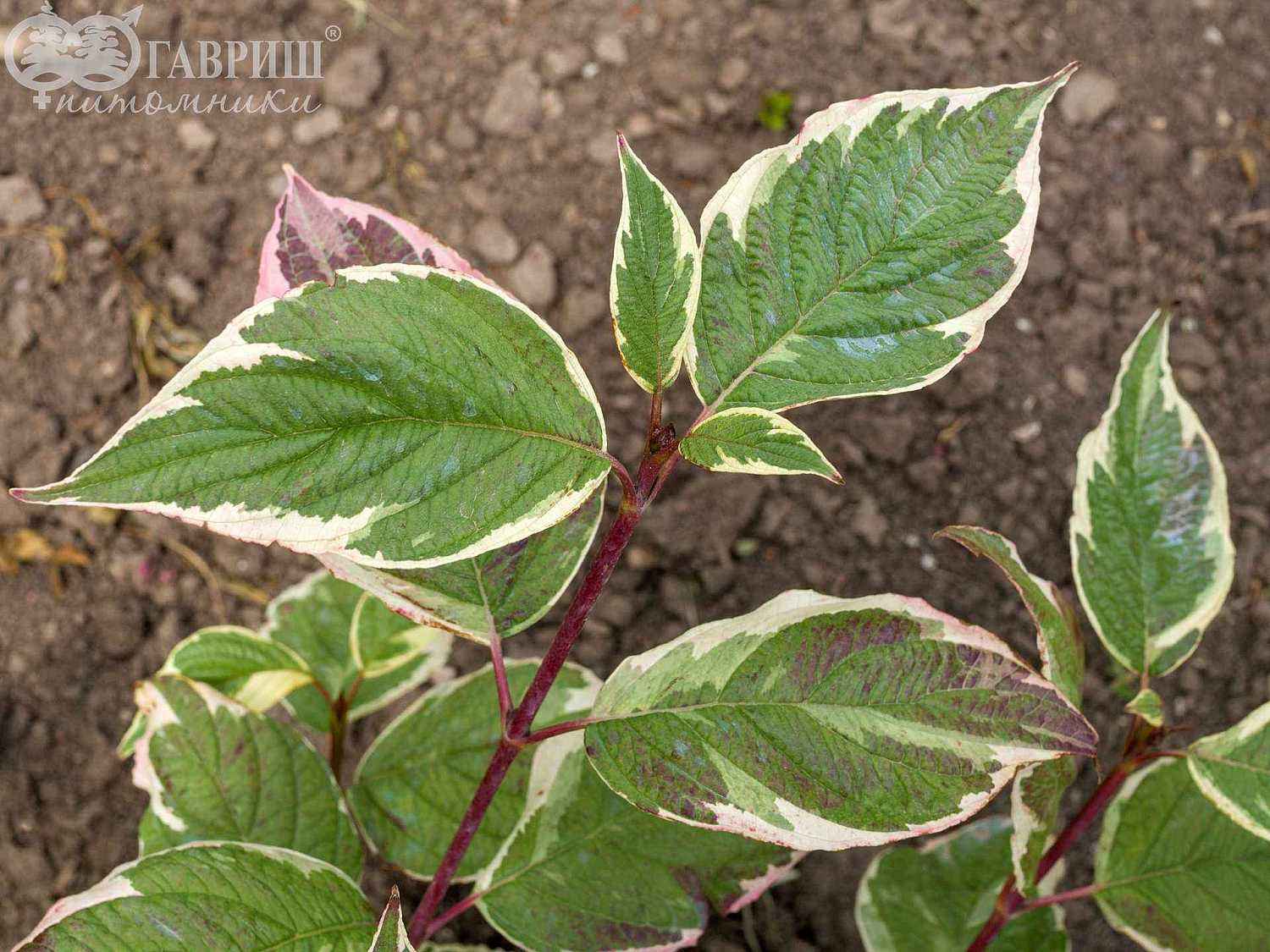 Дерен белый Sibirica Variegata