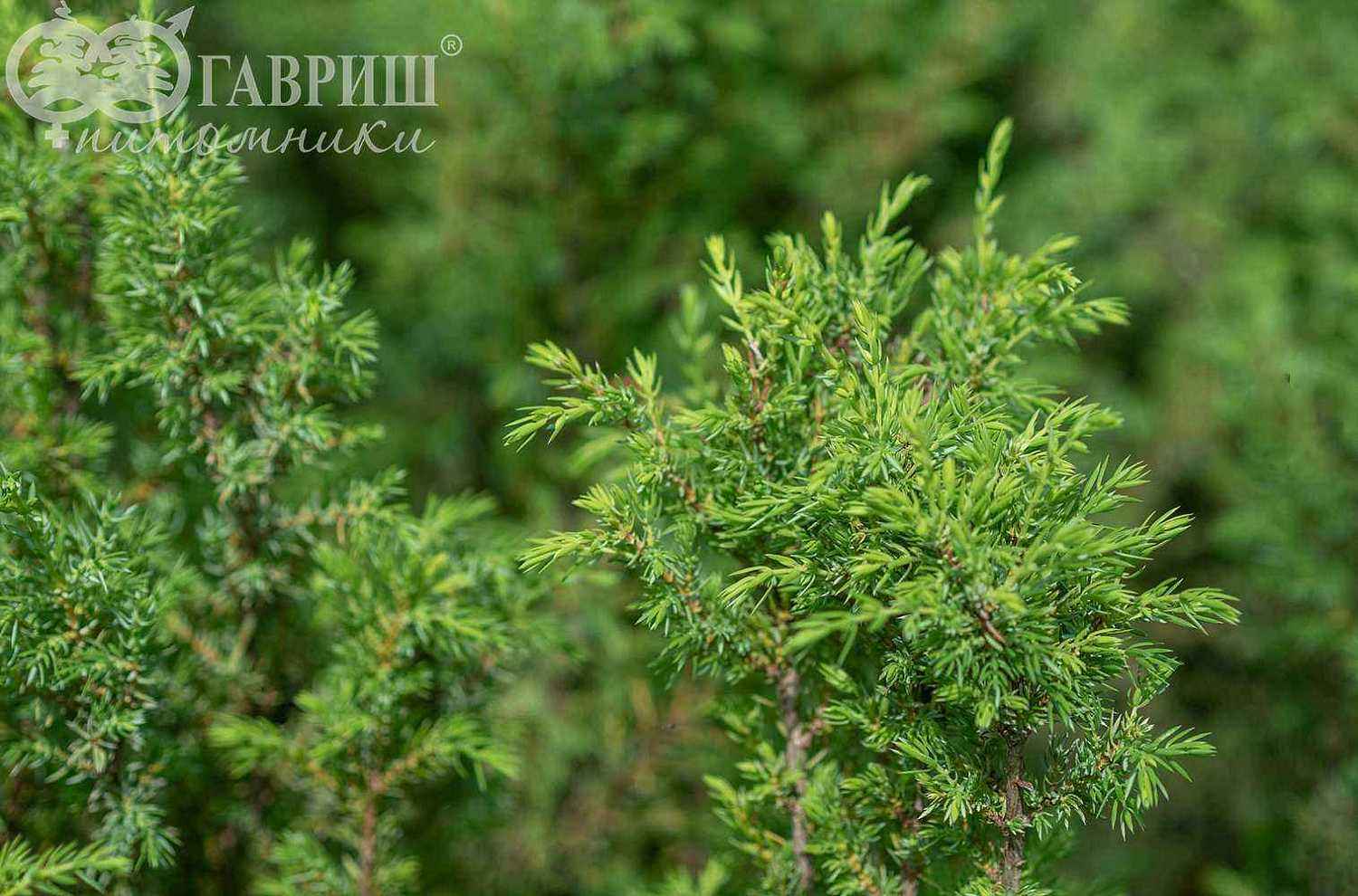 Можжевельник обыкновенный Hibernica