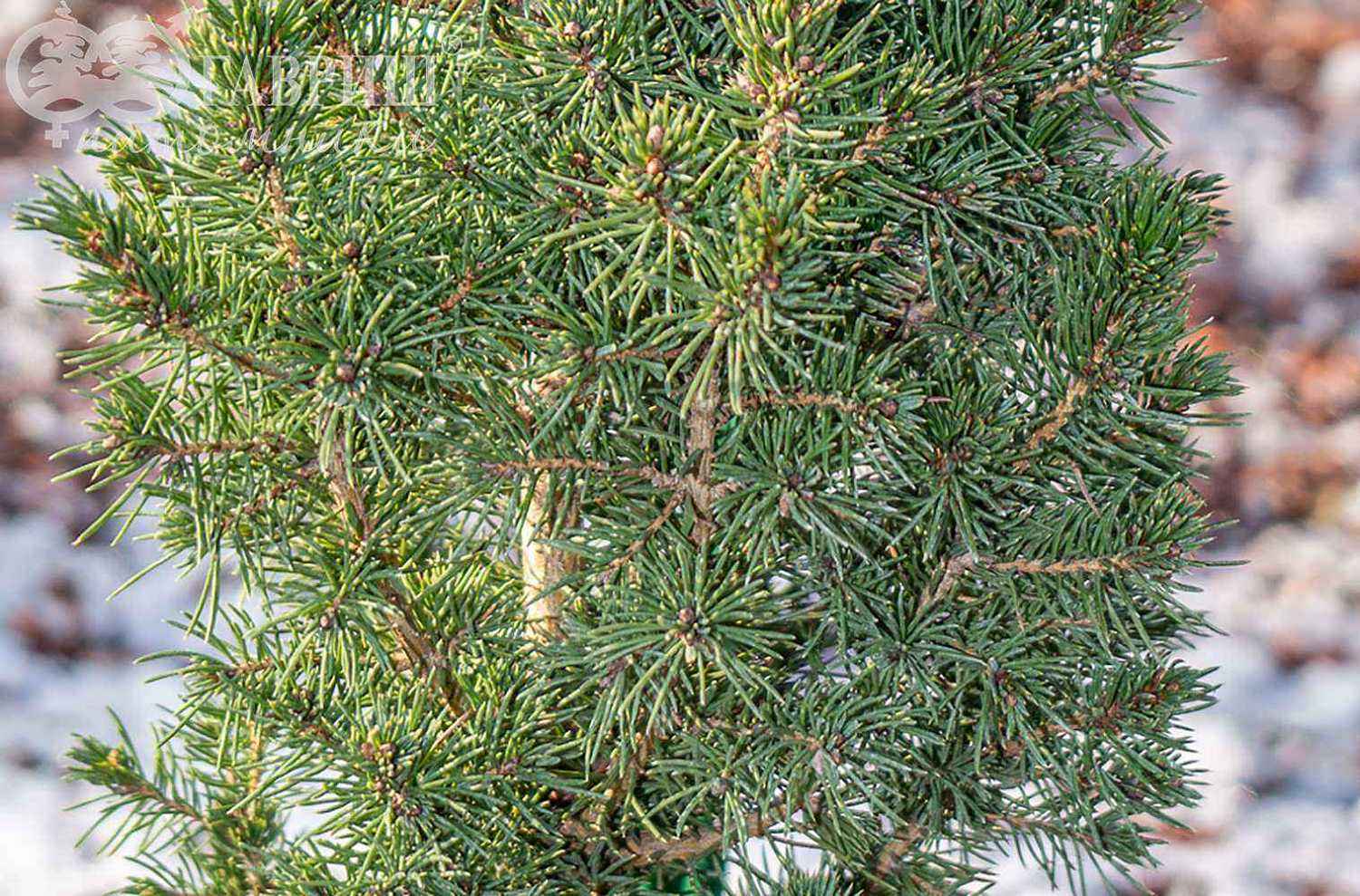 Ель канадская Conica (Albertiana Conica)
