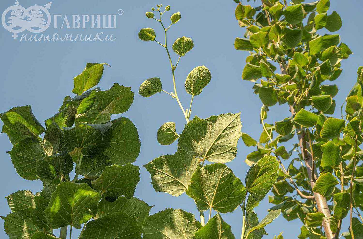 Липа крупнолистная Fastigiata