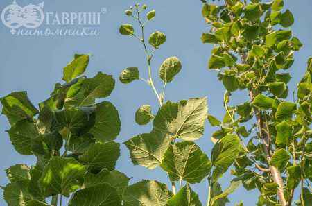 Саженцы липа крупнолистная fastigiata