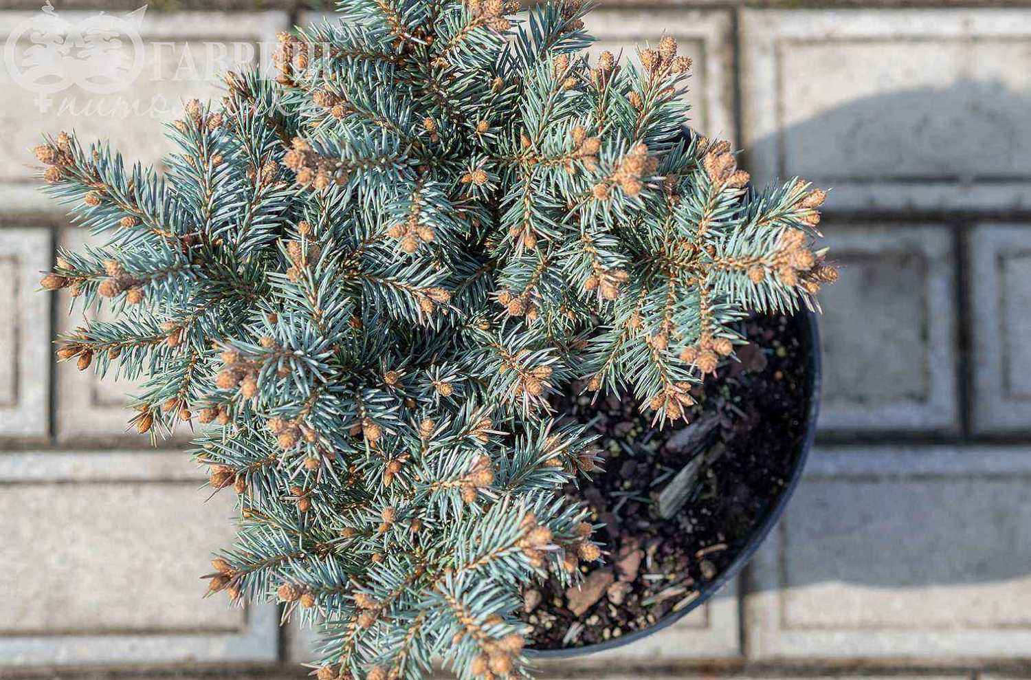 Ель обыкновенная Pumila Glauca