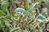саженцы Жимолость Гекрота Variegata