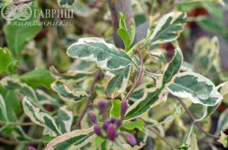 саженцы Жимолость Гекрота Variegata