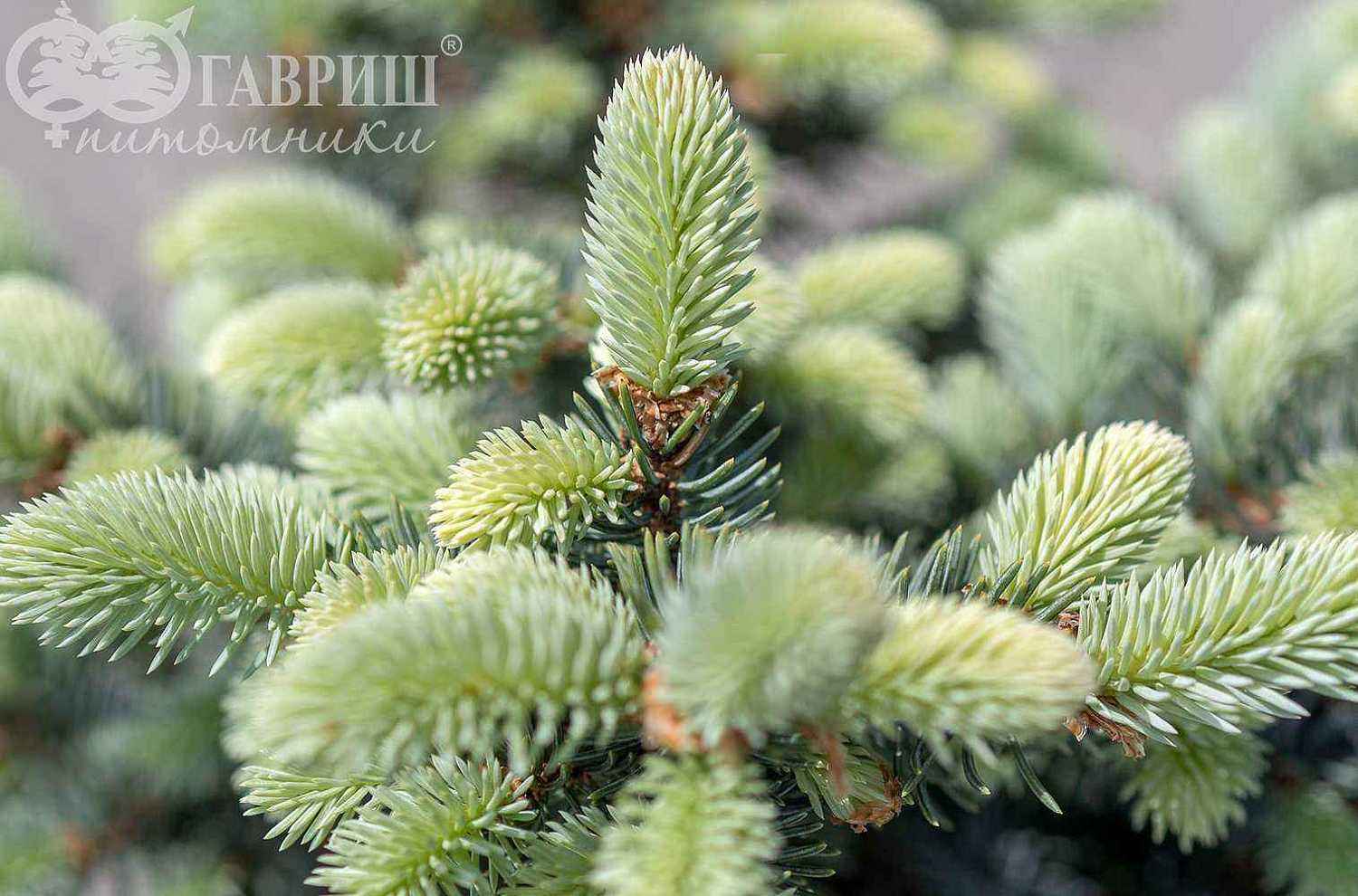 Ель колючая Glauca Globosa