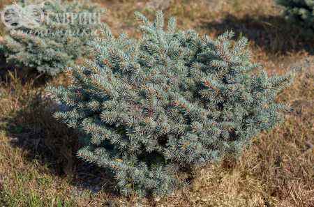 Купить ель колючая  waldbrunn деревья и растения