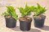 Купить можжевельник казацкий tamariscifolia деревья и растения