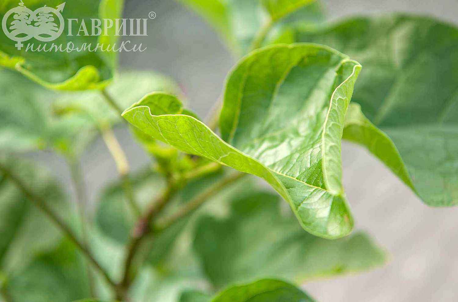 Катальпа бигнониевидная