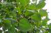 Саженцы липа мелколистная (сердцевидная) greenspire