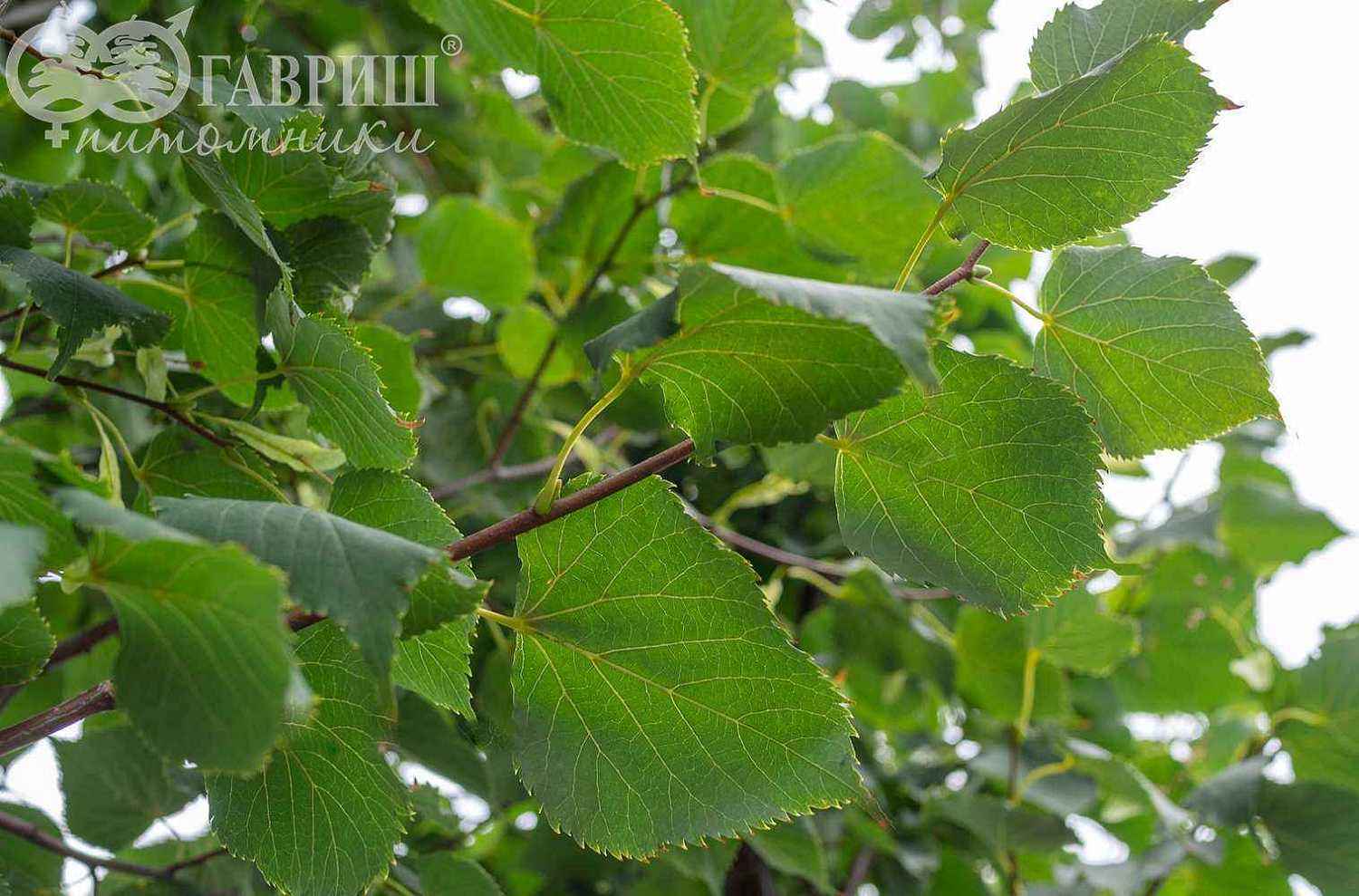 Липа мелколистная (сердцевидная) Greenspire