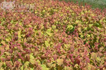 саженцы Спирея японская Macrophylla
