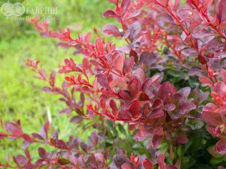саженцы Барбарис Тунберга Atropurpurea Nana