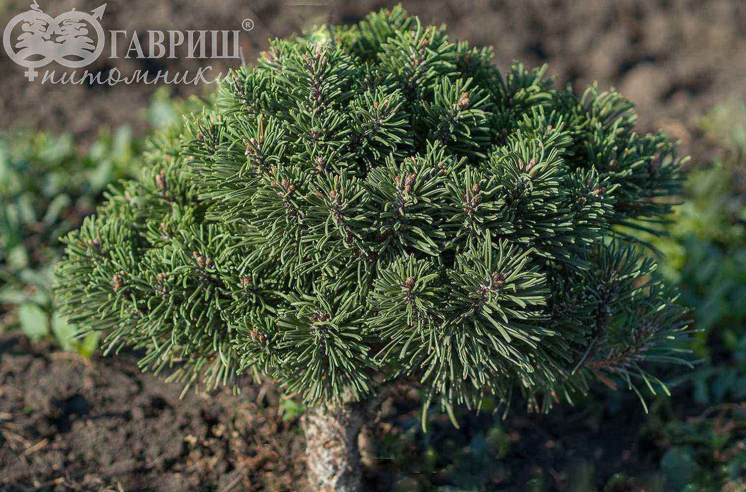 Сосна горная Hnizdo