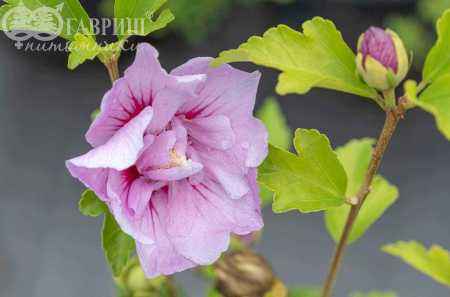 саженцы Гибискус сирийский Lavender Chiffon