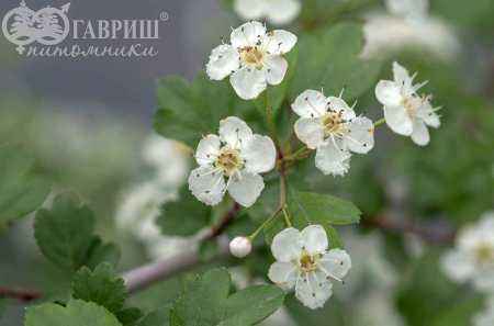 Саженцы боярышник обыкновенный (колючий)