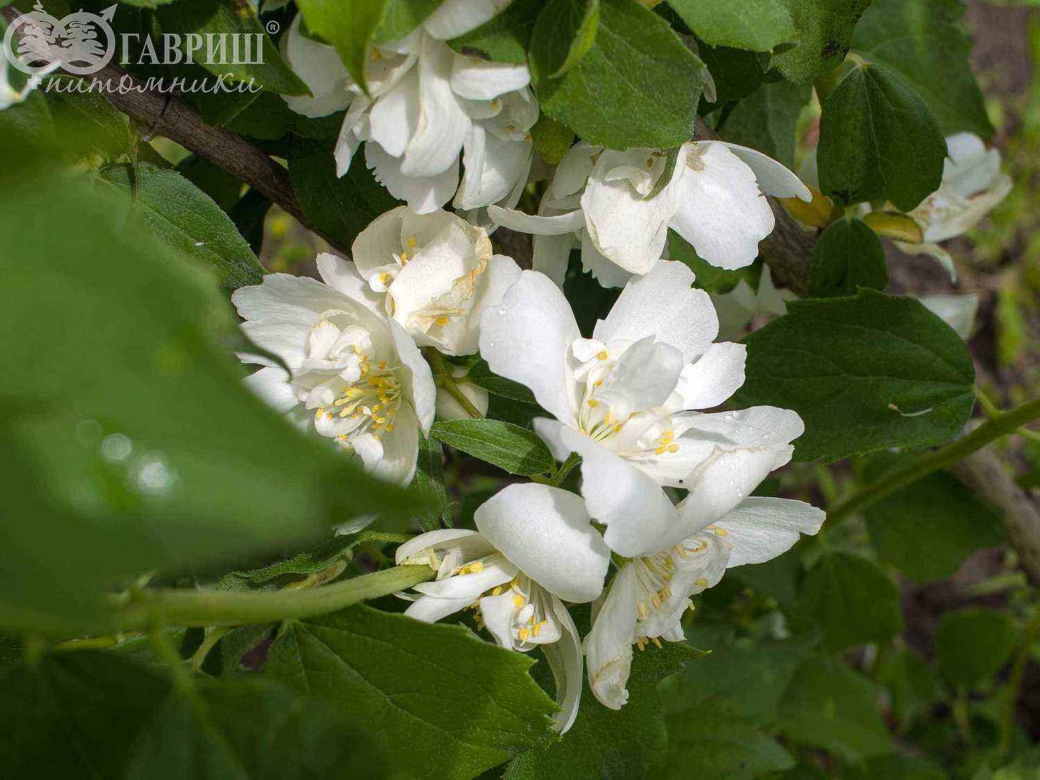 Чубушник Girandole