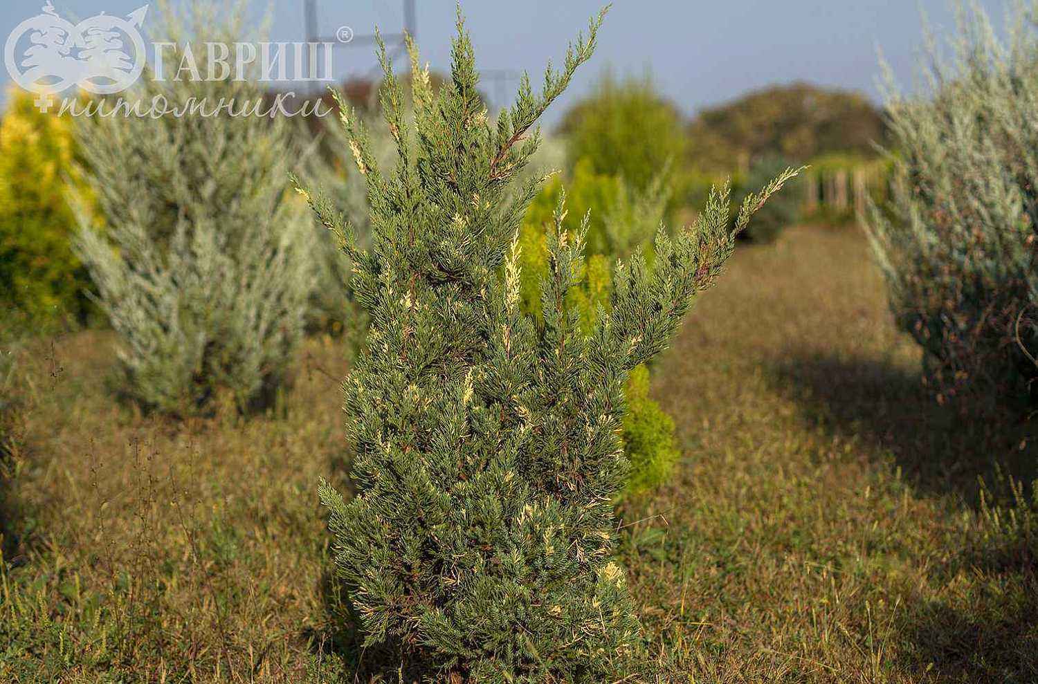 Можжевельник казацкий Variegata