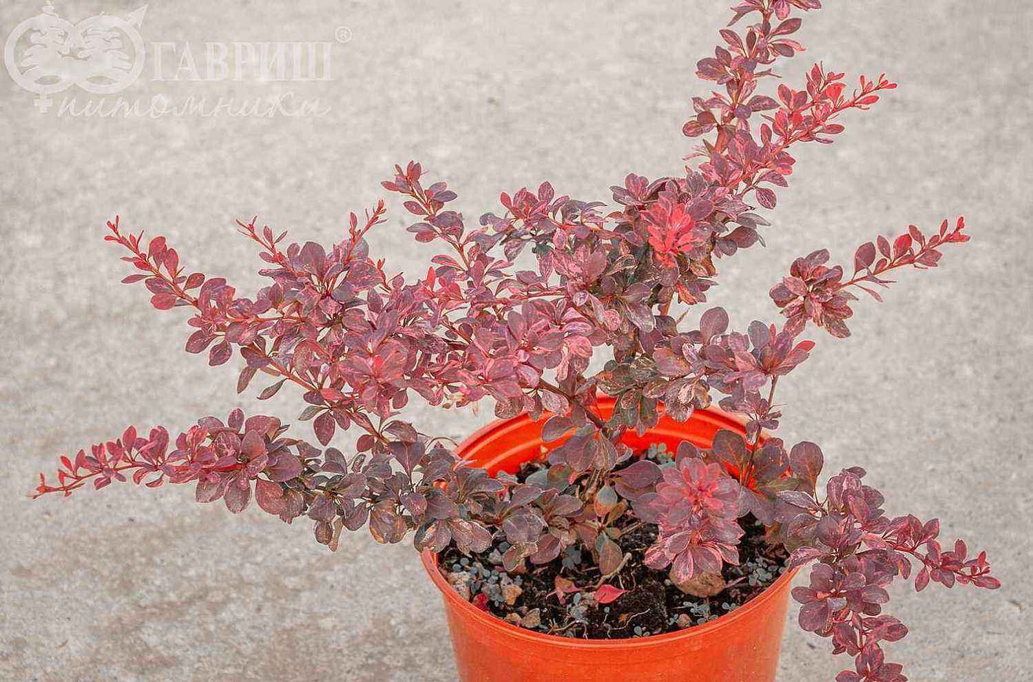 Барбарис Тунберга Rose Glow