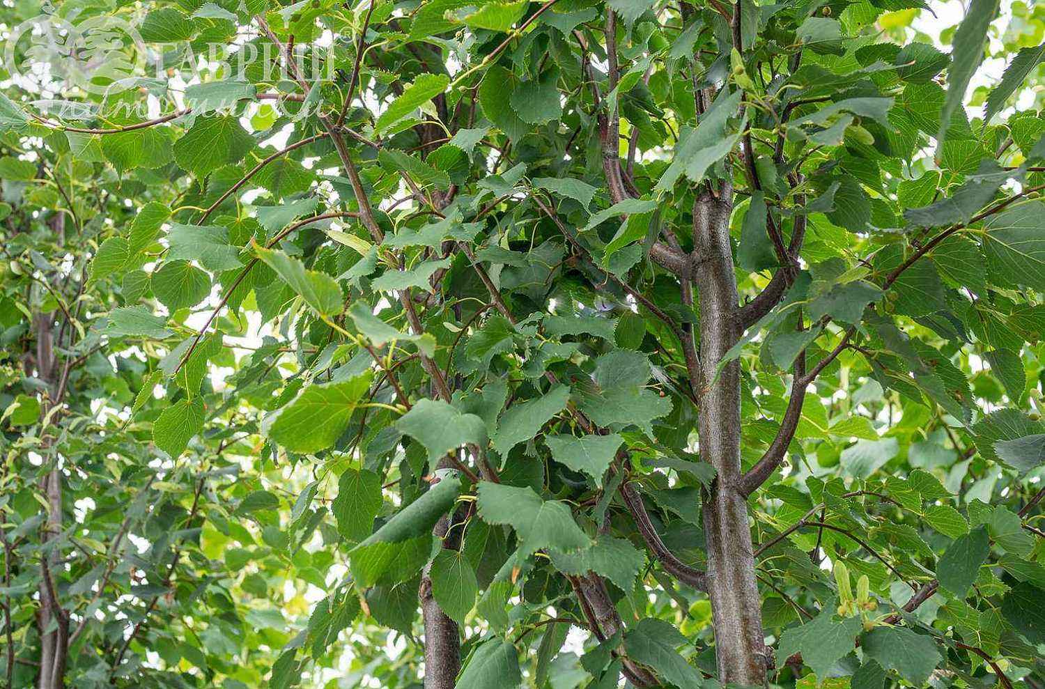 Липа мелколистная (сердцевидная) Greenspire