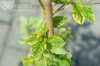 саженцы Жимолость японская Aureoreticulata