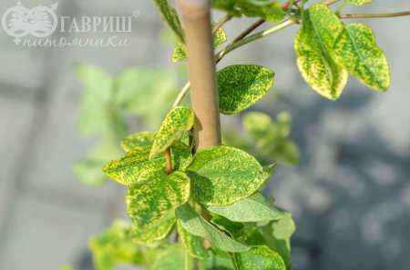 саженцы Жимолость японская Aureoreticulata