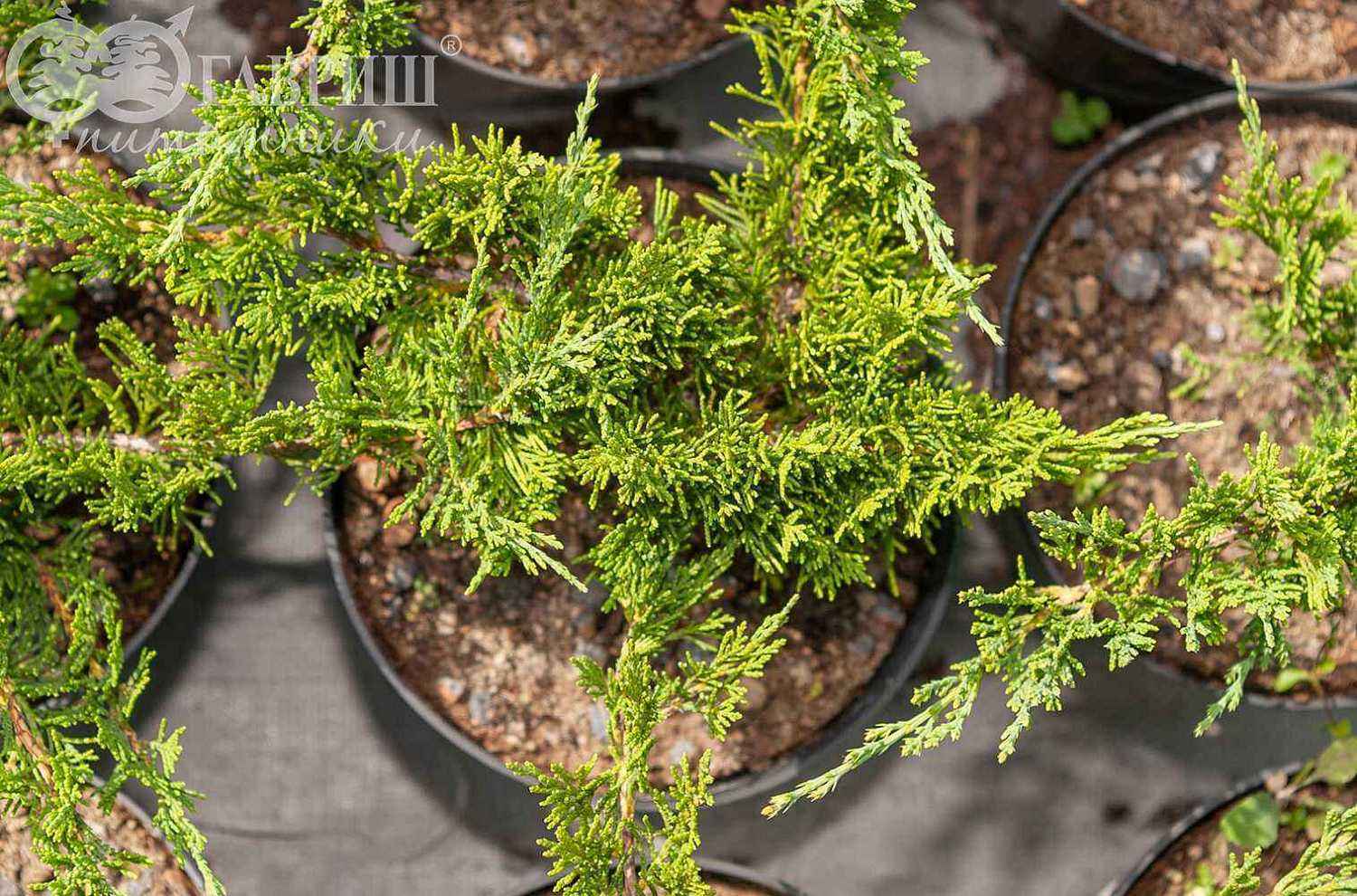 Можжевельник казацкий Tamariscifolia