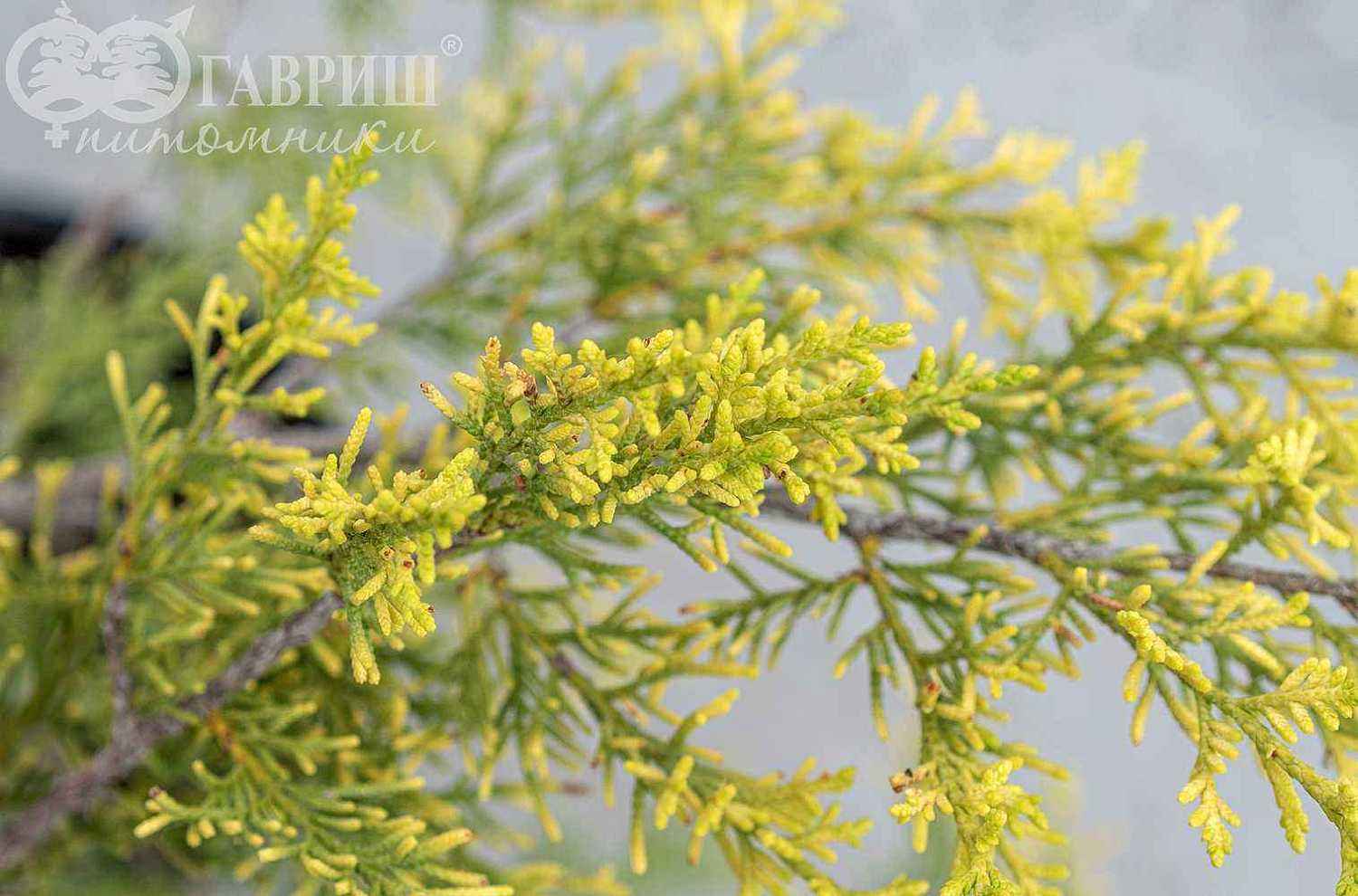 Можжевельник китайский Keteleeri