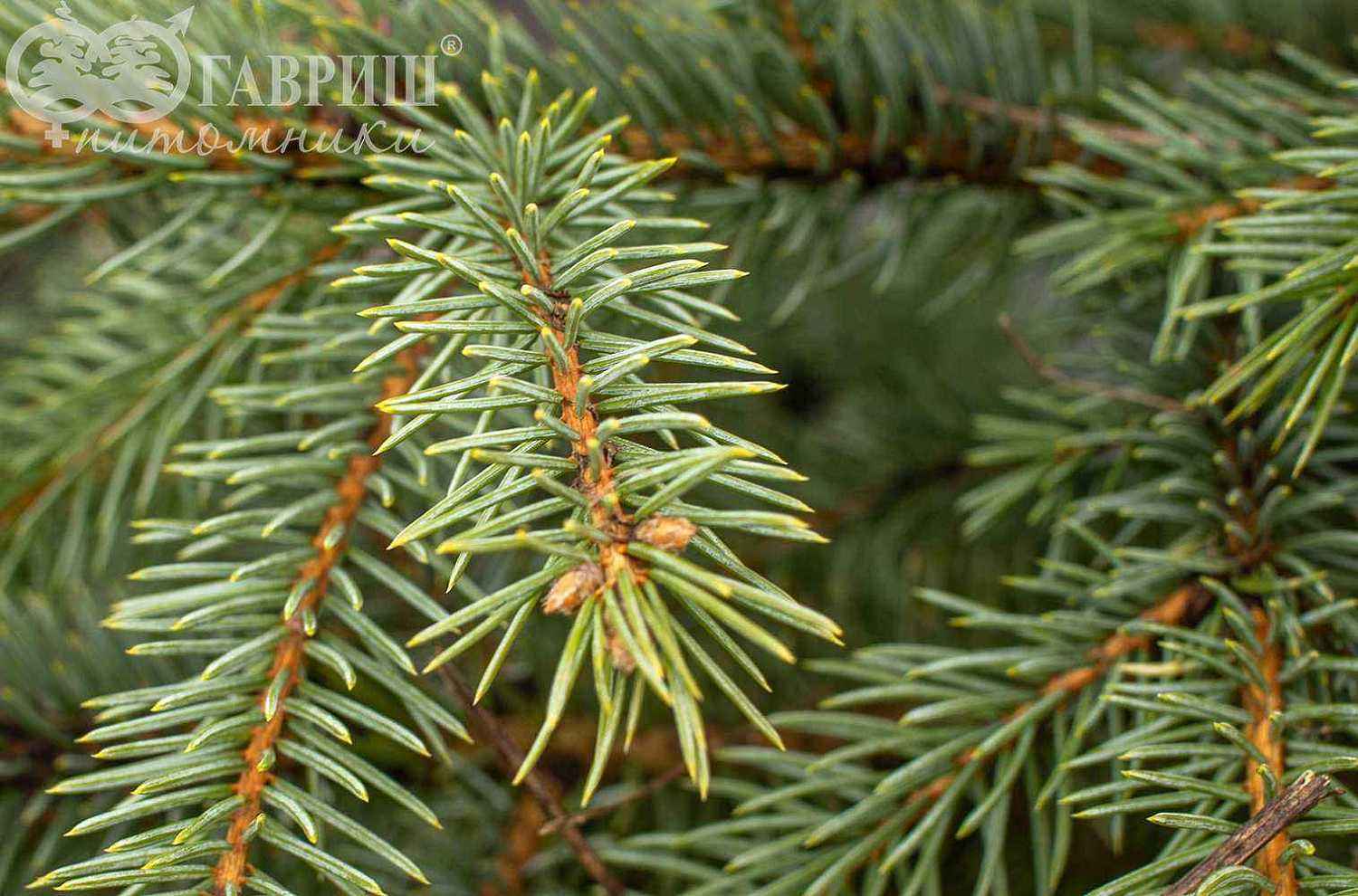Ель колючая Glauca