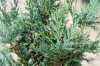 Купить кипарисовик лавсона columnaris (columnaris glauca) деревья и растения