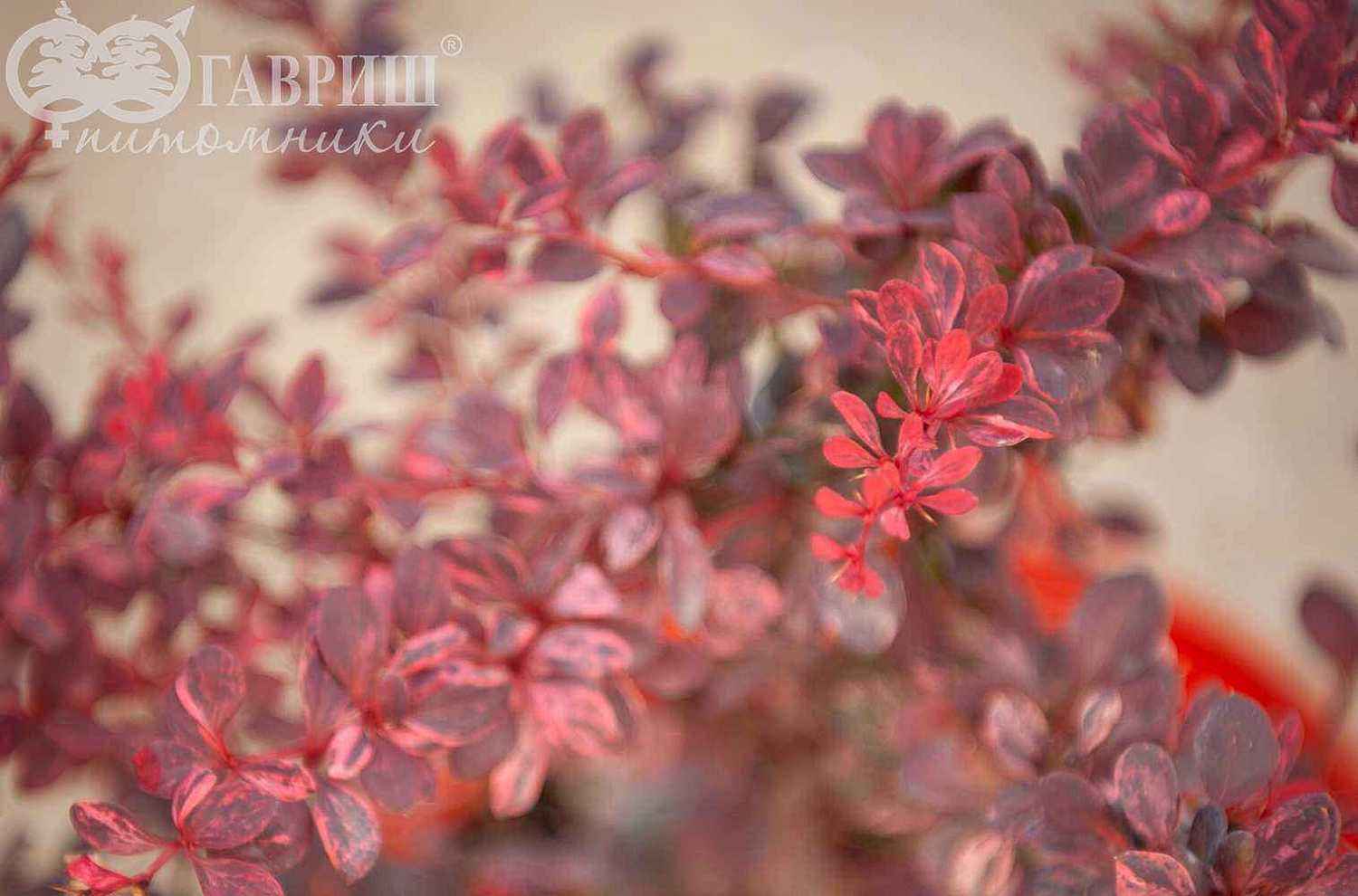 Барбарис Тунберга Rose Glow