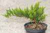 Купить можжевельник казацкий tamariscifolia деревья и растения