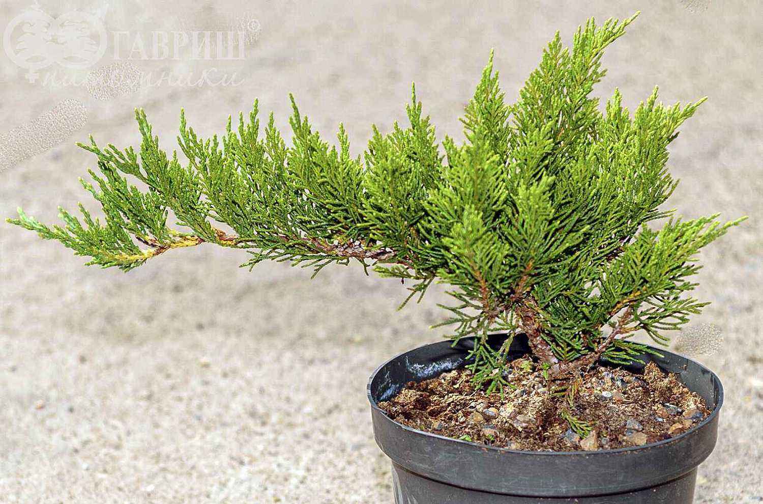Можжевельник казацкий Tamariscifolia