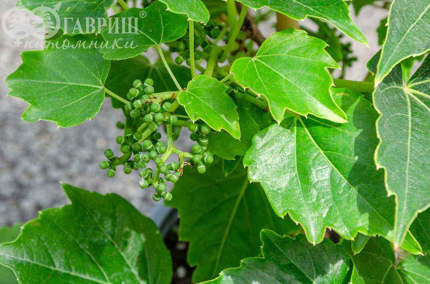 Партеноциссус (виноград девичий) тройчатый Veitchii