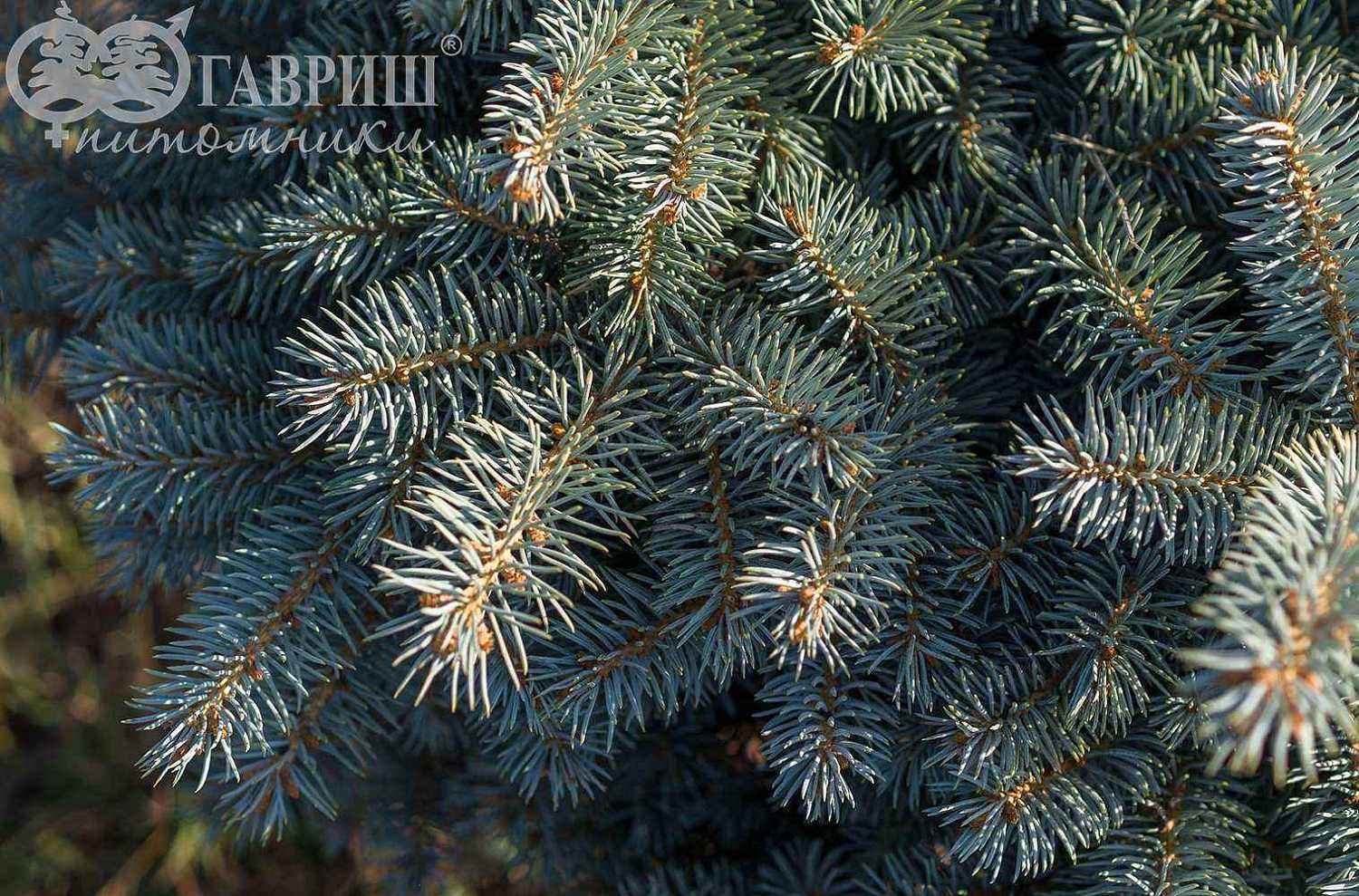 Ель колючая  Waldbrunn