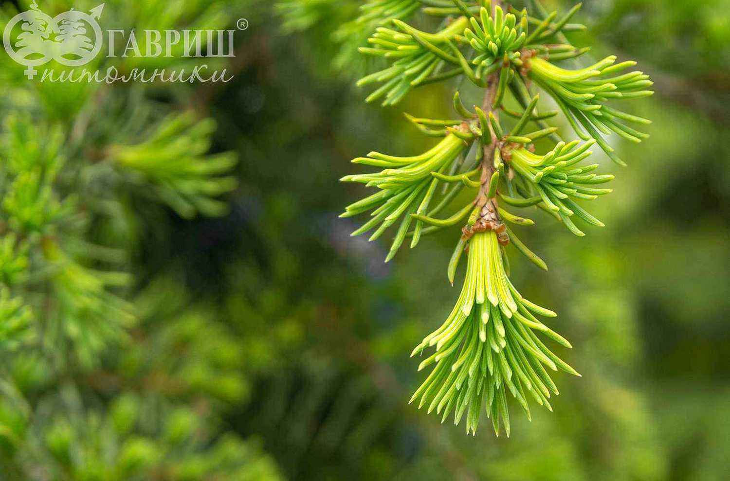 Кедр деодара Pendula