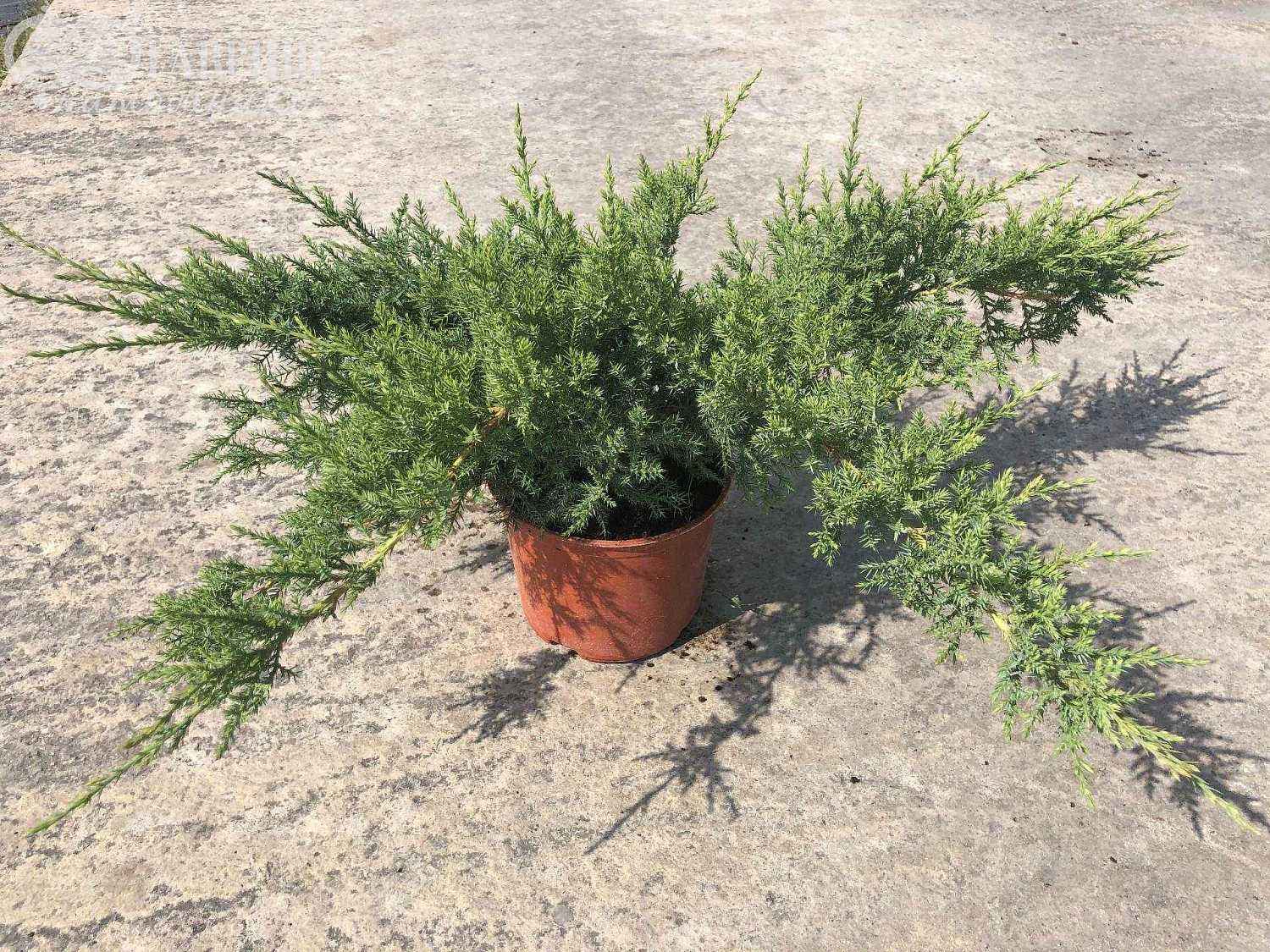 Можжевельник средний Pfitzeriana Compacta