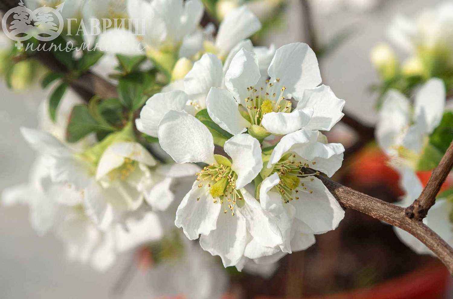 Хеномелис прекрасный Nivalis