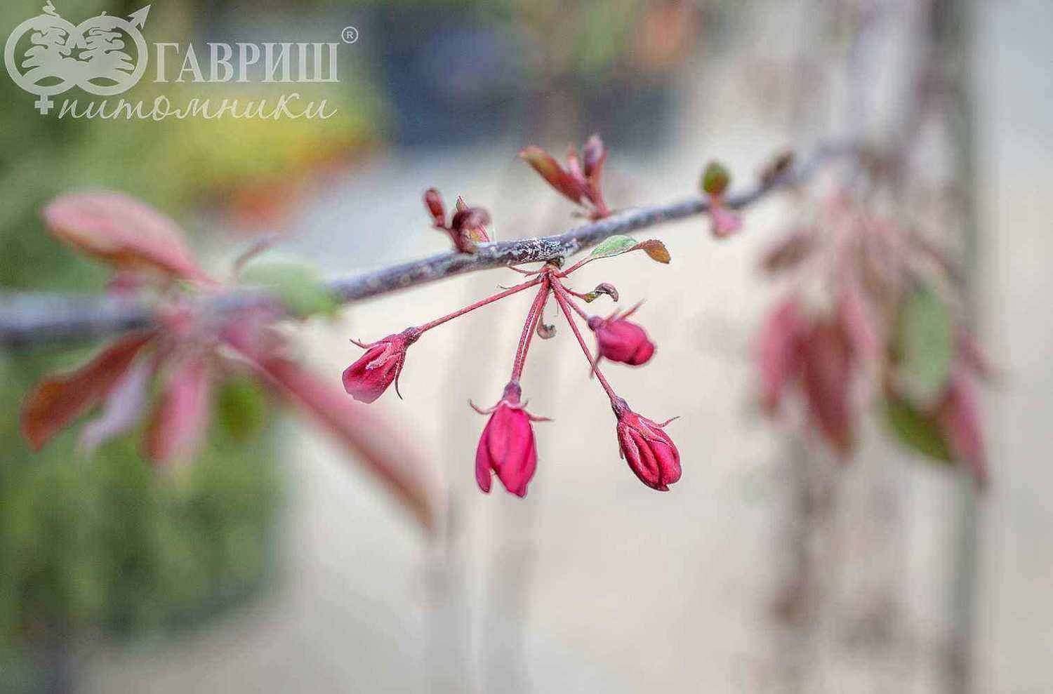 Яблоня Royal Beauty