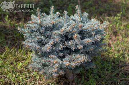 Купить ель колючая  waldbrunn деревья и растения
