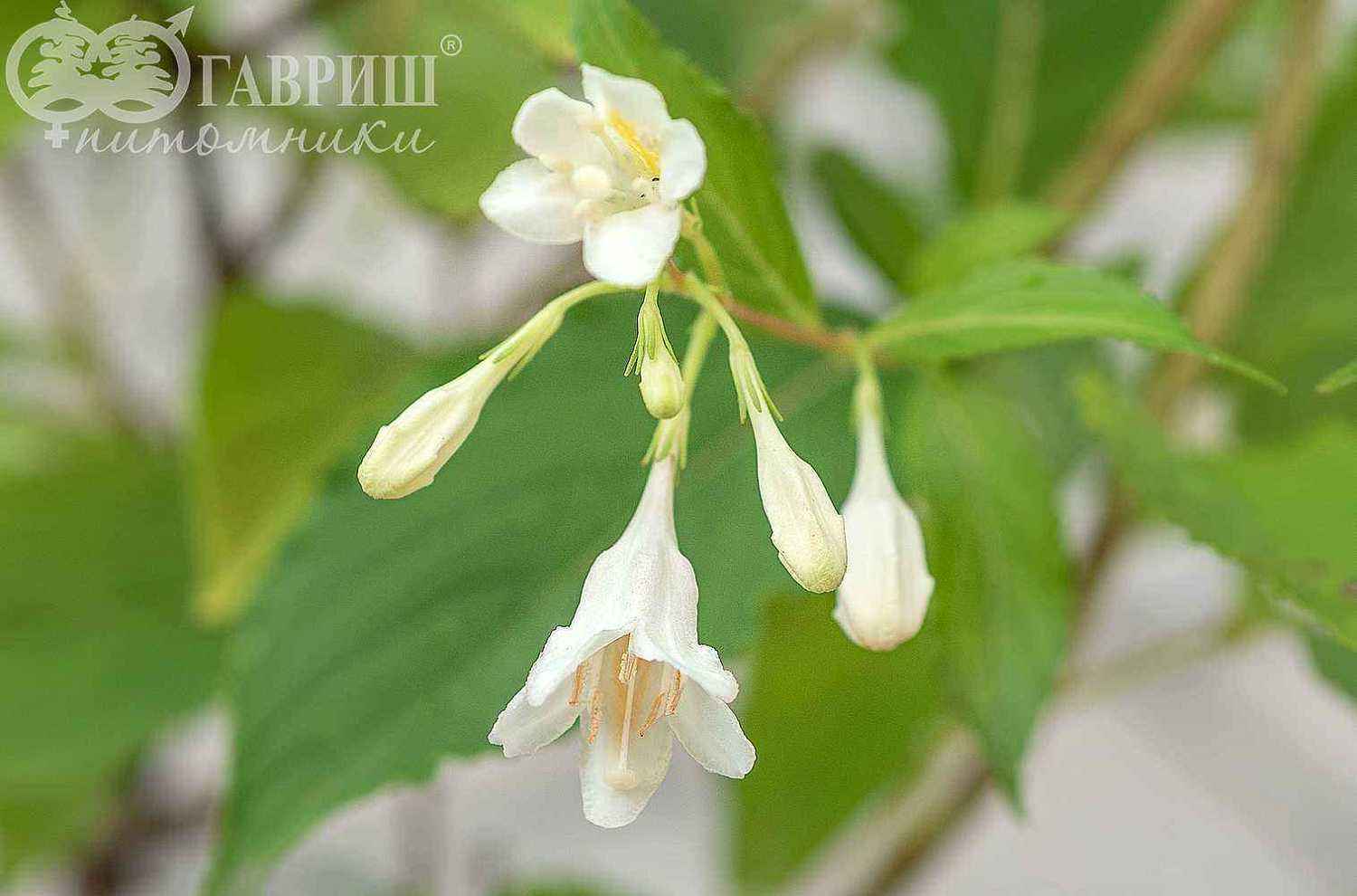 Вейгела цветущая Candida
