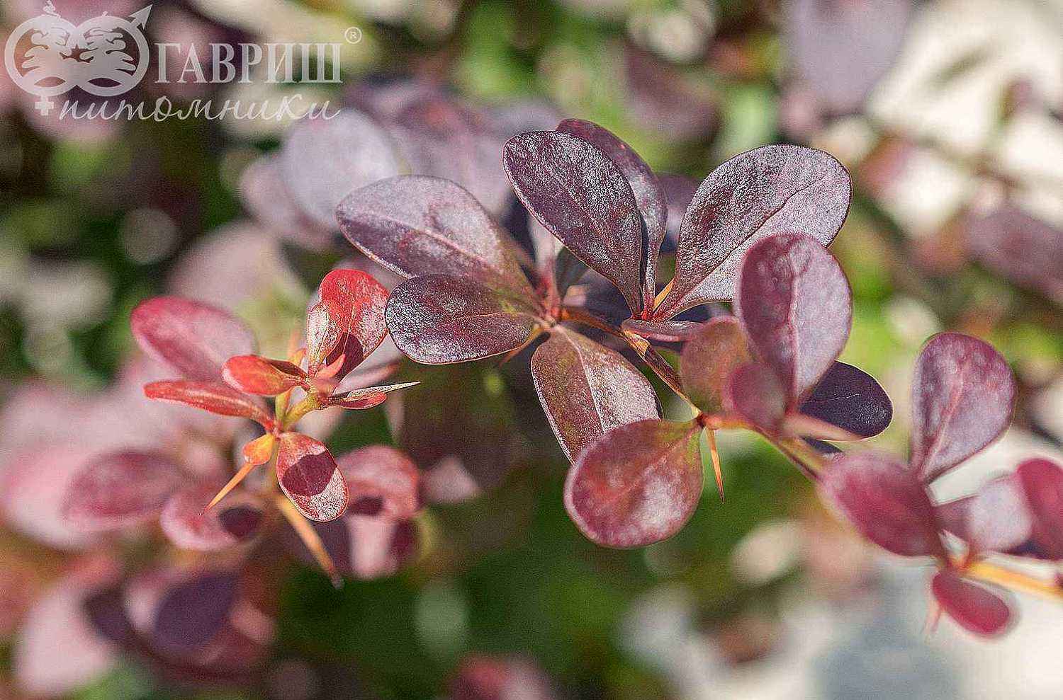 Барбарис Тунберга Dart`s Purple