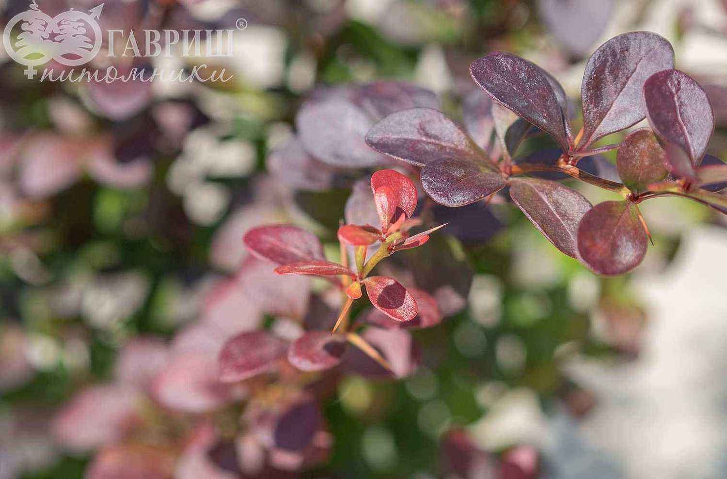 Барбарис Тунберга Dart`s Purple
