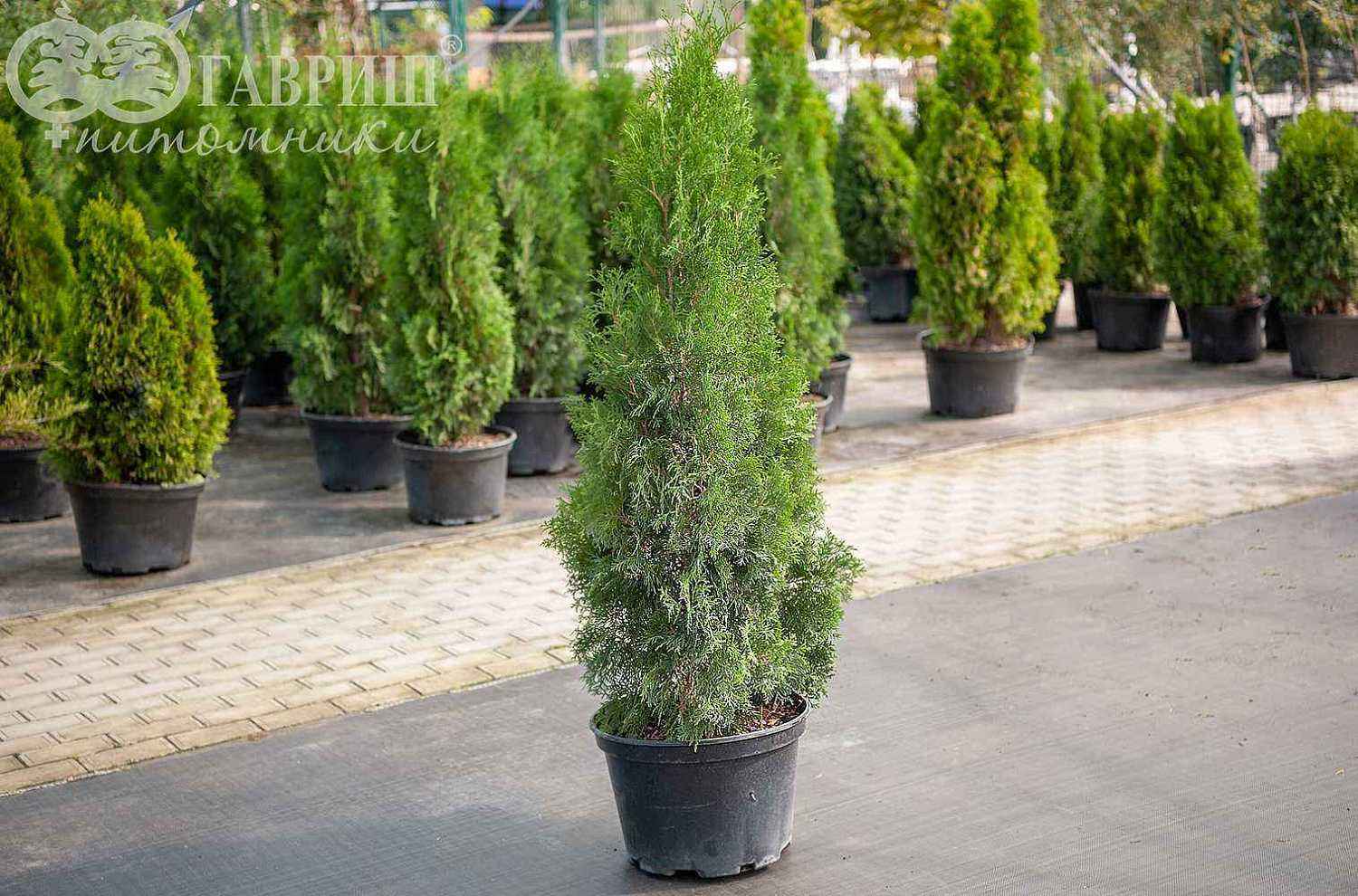Туя западная Columna