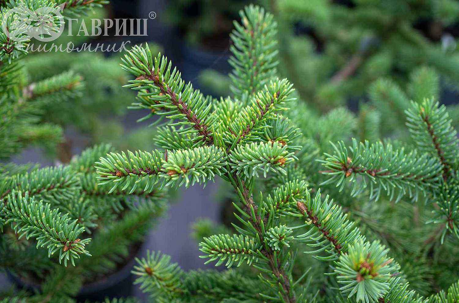 Ель колючая Maigold