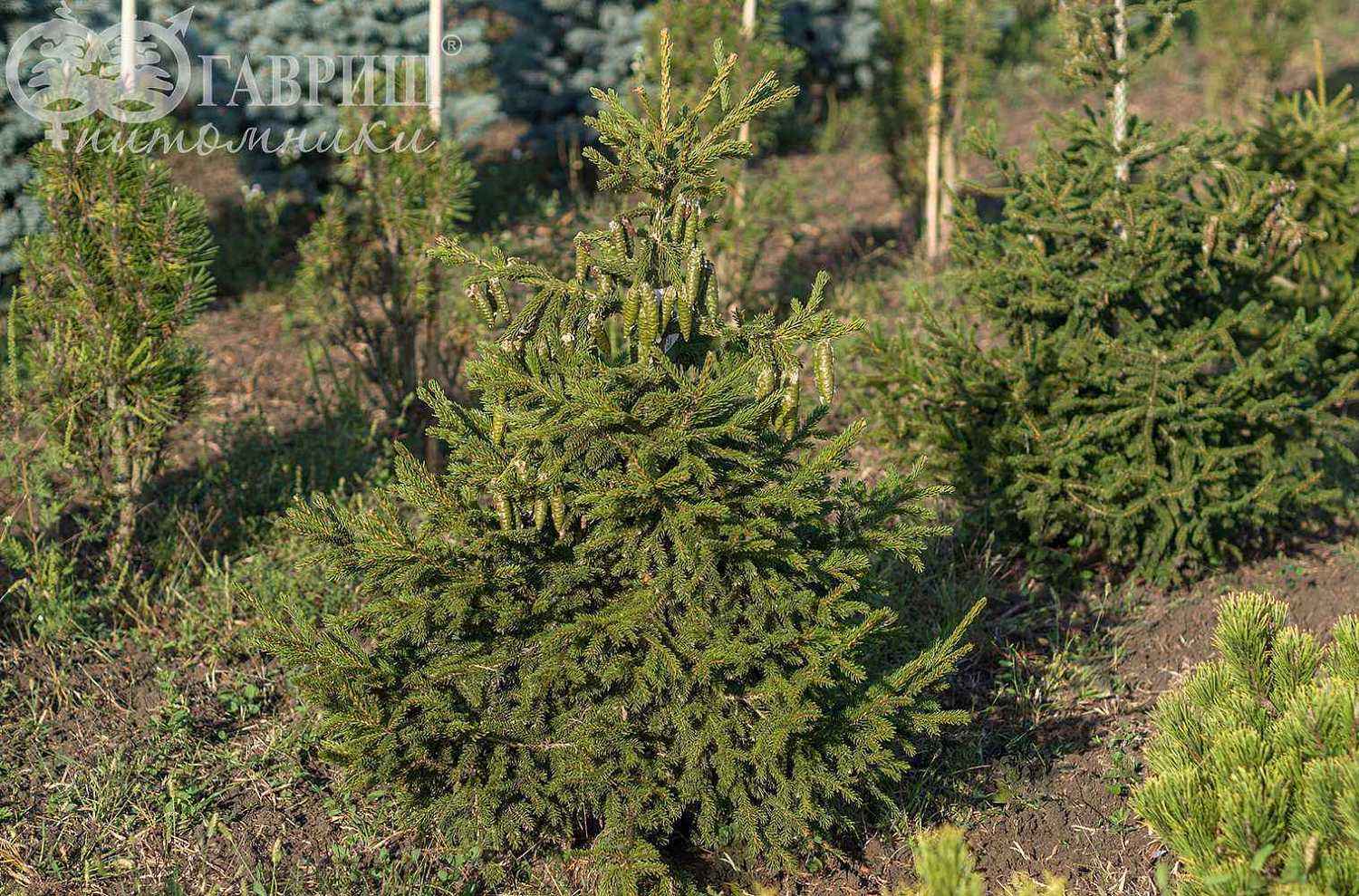 Ель восточная Aureospicata
